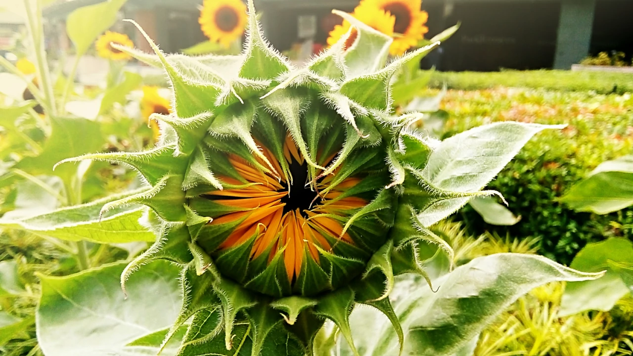 Sunflowers in the city