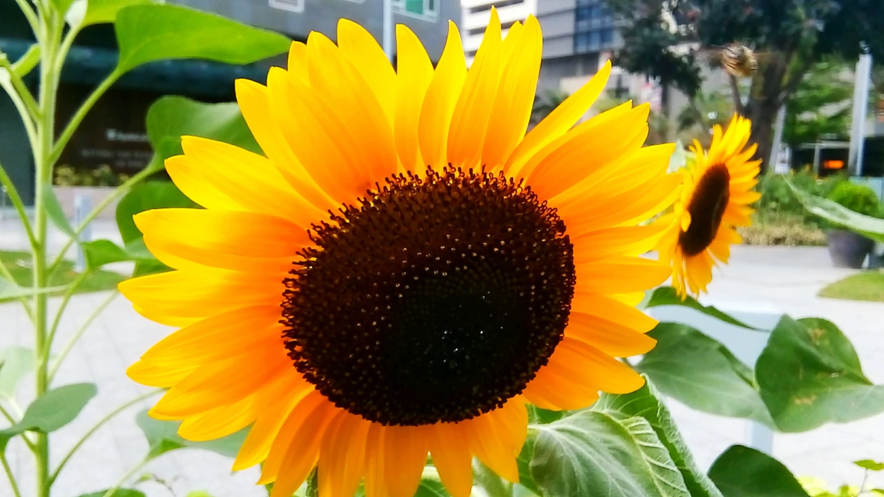 Sunflower in the City