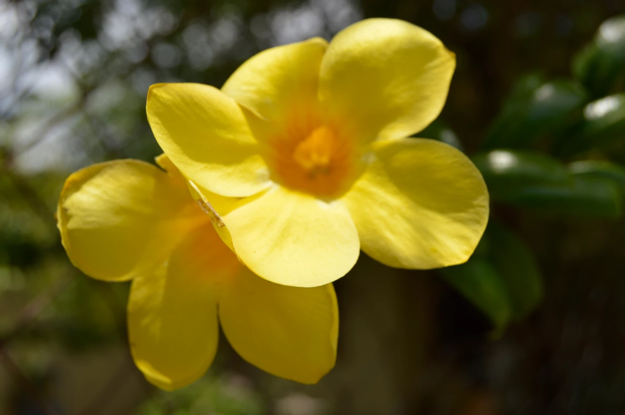 Allamanda cathartica or Yellow Bell